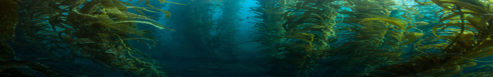海菜网